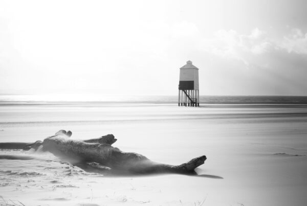 a tree trunk on a beach in black and white color